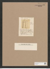 Navicula africana Pitit. (de-Toni-Nr.: Genus 1, Species 190) Zeichnungen Sammlung Grunow Nr. 486 (NHMW-BOT-W0366827)